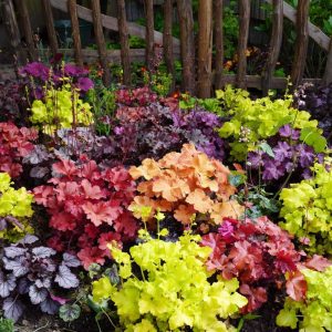 Heuchera - Хојхера