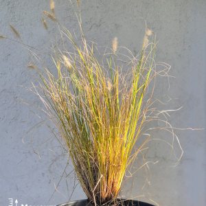 Pennisetum