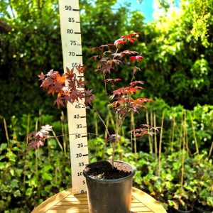 Acer palmatum - Јавор