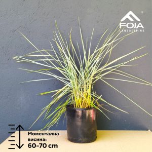 Elymus glaucus