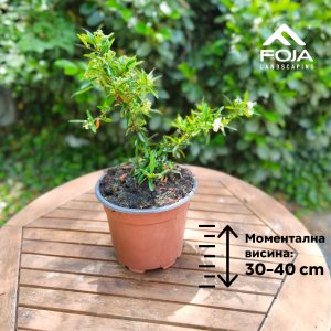 Pyracantha coccinea 'Navaho'