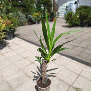 Yucca 1 std