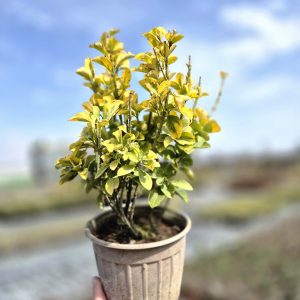 Euonymus japonicus 'Aureo-marginatus'