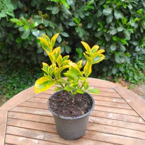 Euonymus japonicus 'Aureo-marginatus'