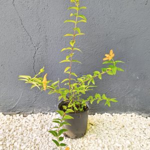 Hypericum inodorum - Хиперикум