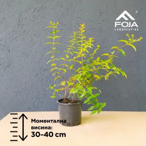 Hypericum inodorum - Хиперикум