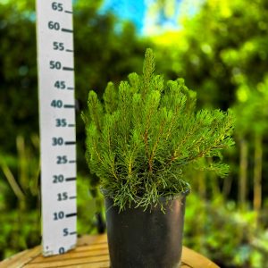 Pinus Mugo