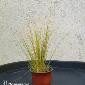 Stipa tenuissima - Мексиканси пердув