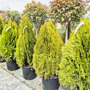 Thuja orientalis Aurea Nana