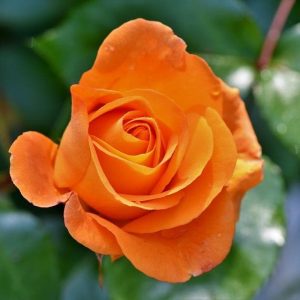 Orange Juwel