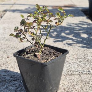 Rosa polyantha - Ружа Полијанта