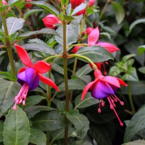 Fuchsia - Фуксија