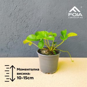 Јагоди Месечарки