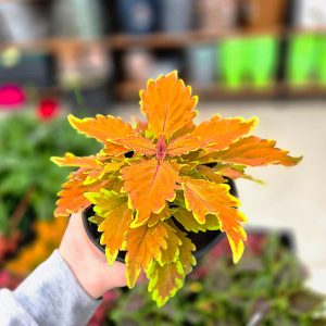 Coleus - Копривки