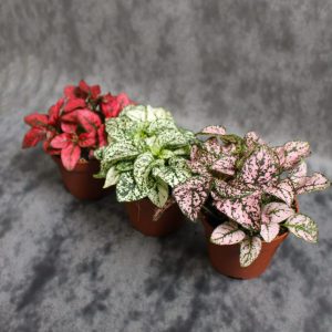 Hypoestes Phyllostachya - Хипоестес