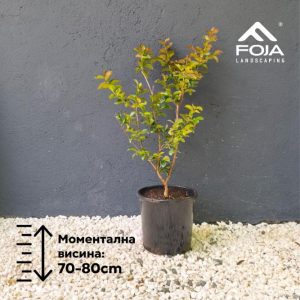 Lagerstroemia Dynamite - Индиски Јоргован