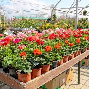 Pelargonium Zonale - Сардела