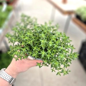 Thymus - Мајчина душица