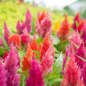 Celosia argentea - Жарче