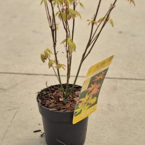 Acer palmatum 'Orange Dream'
