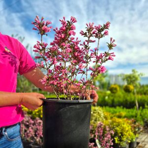 Weigela florida 'Nana Purpurea'