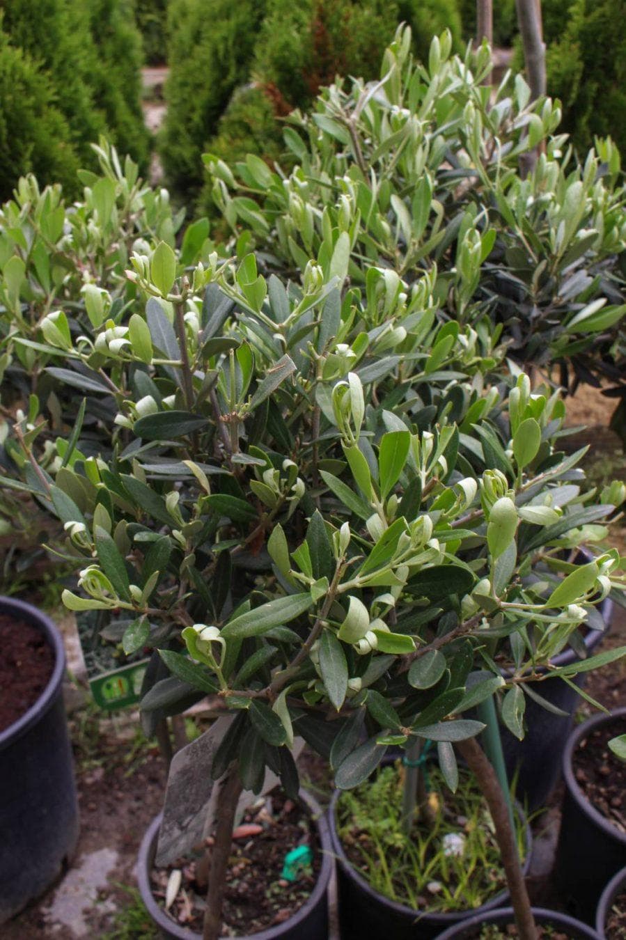 Olea europaea- Маслинка - FOJA - Landscaping