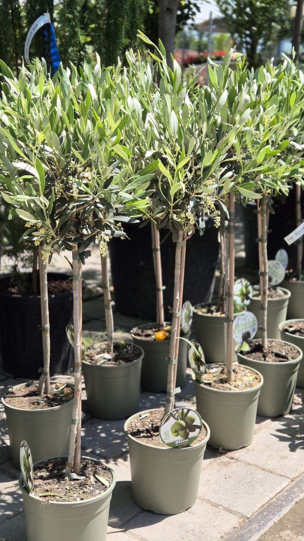 Olea europaea- Маслинка - FOJA - Landscaping