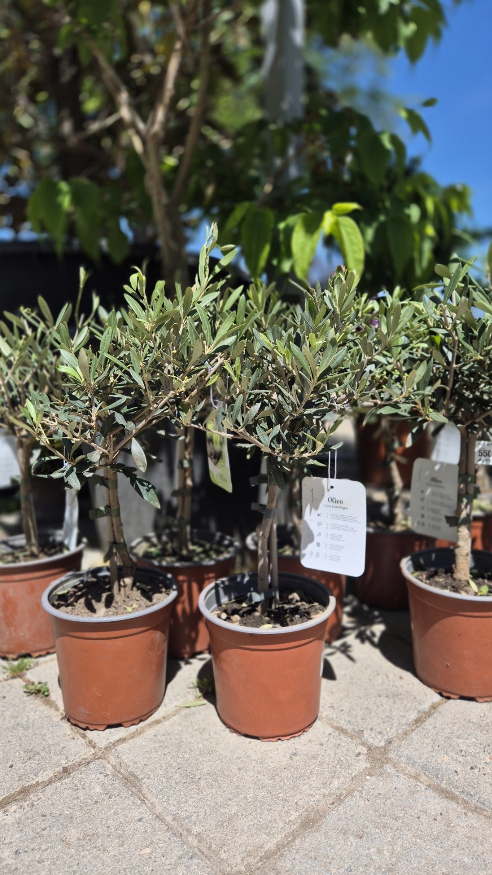 Olea europaea- Маслинка - FOJA - Landscaping