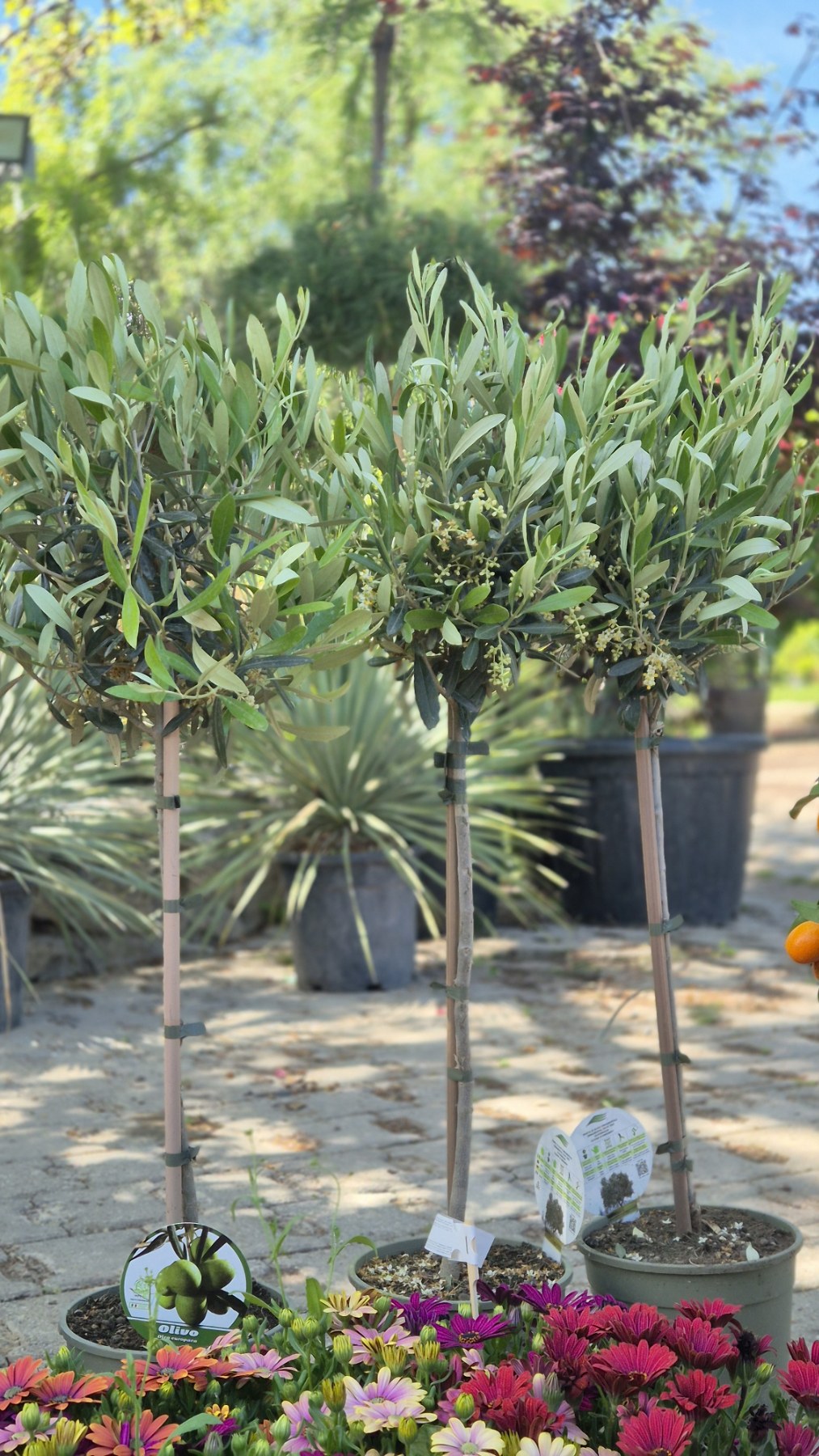 Olea europaea- Маслинка - FOJA - Landscaping