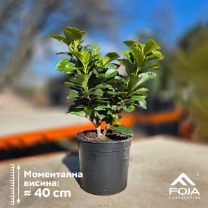 Prunus laurocerasus