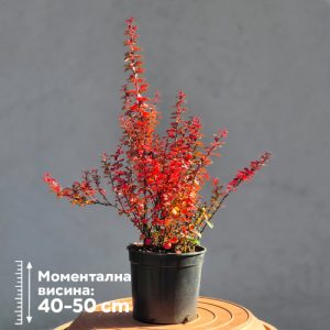 Berberis thunbergii