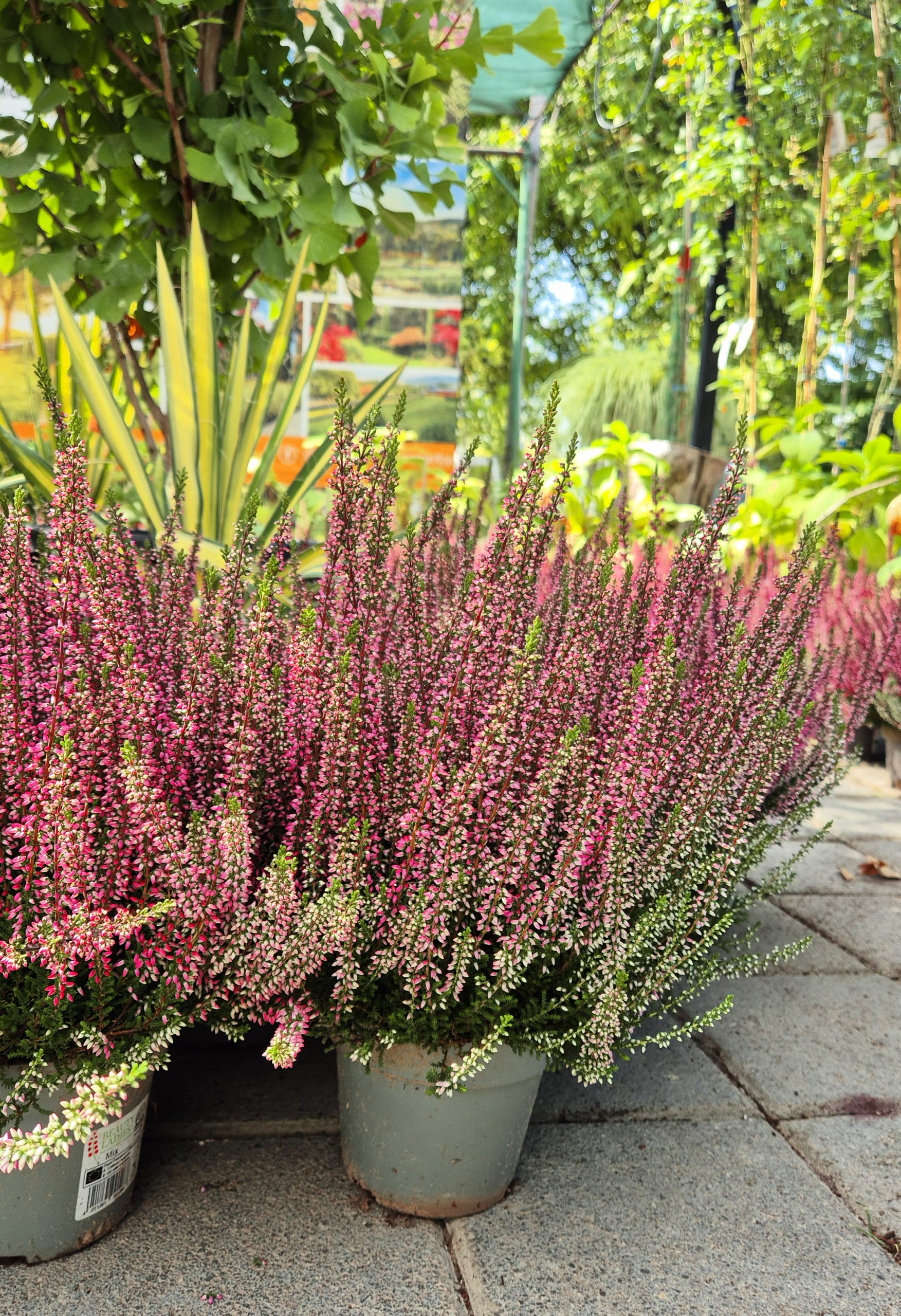 Calluna Reksa Calluna - FOJA - Landscaping