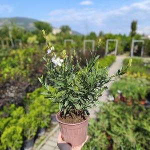 Gaura lindheimerii - Гаура