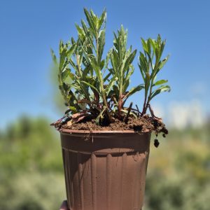 Gaura lindheimerii - Гаура