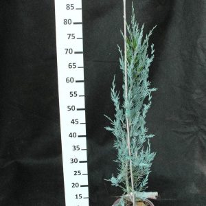 Juniperus scopulorum 'Moonglow'