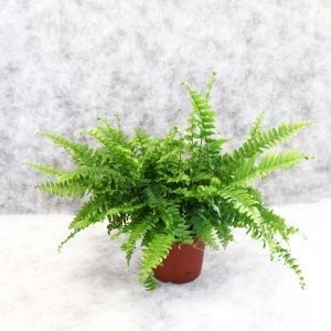 Nephrolepsis exaltata - Папрат