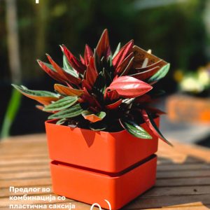 Peperomia caperata