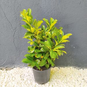 Prunus laurocerasus