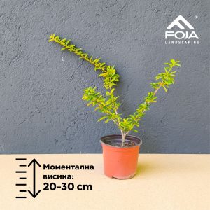 Pyracantha coccinea