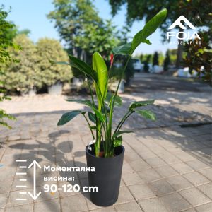 Strelitzia Nicolai