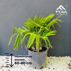 Trachycarpus fortunei - Палма