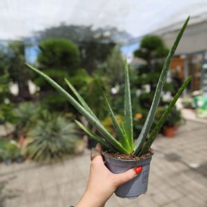 Aloe vera