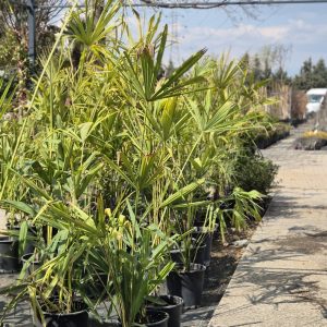 Trachycarpus fortunei - Палма