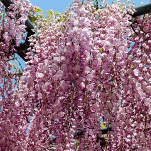 Wisteria 'Rosea'