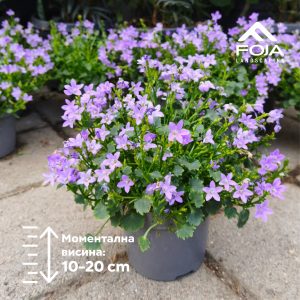 Campanula