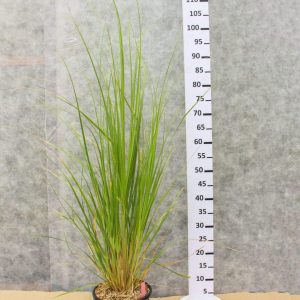 Cortaderia selloana - Пампас трева