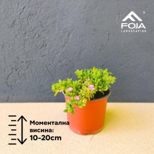 Delosperma obtusum