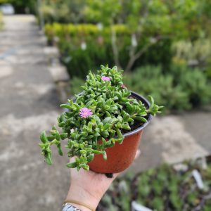 Delosperma obtusum
