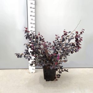 Loropetalum chinense 'Black pearl'