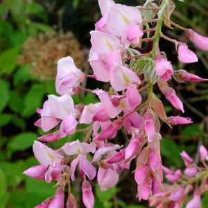 Wisteria 'Schowa Beni'